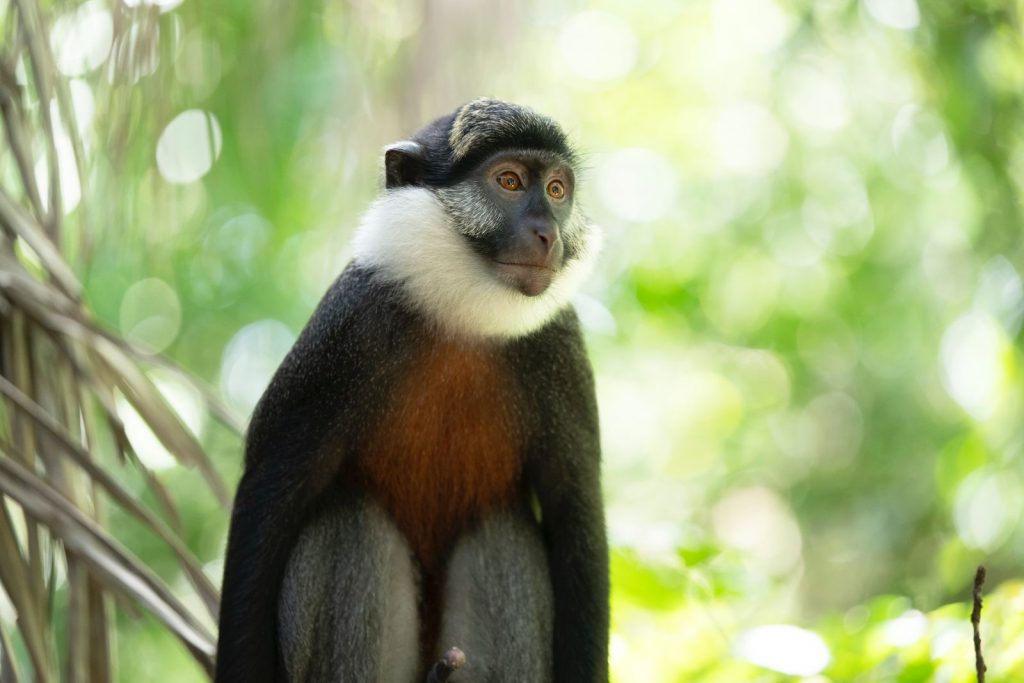 Photo d'un singe à ventre roux